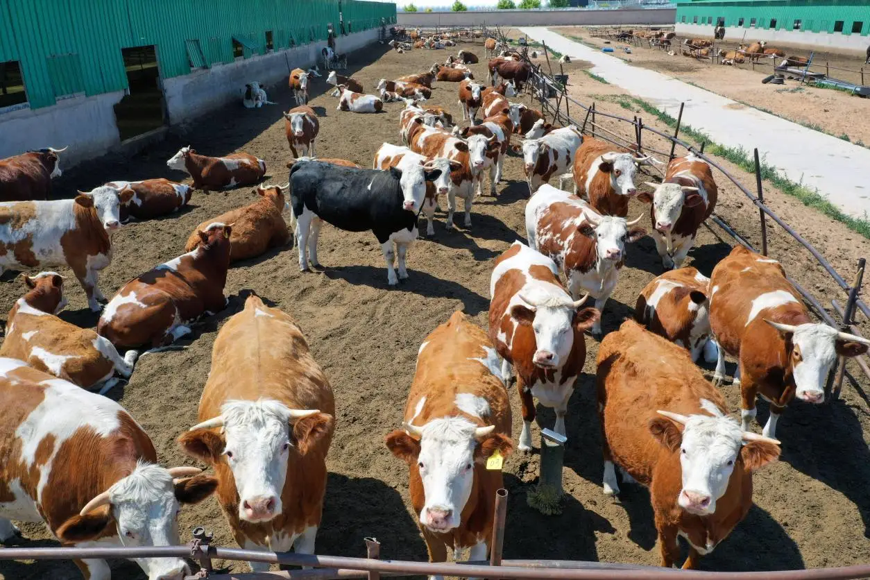 Is Bovine Forestomach Atony (Spleen and Stomach Deficiency) on the Rise? What Is the First Step to Take?