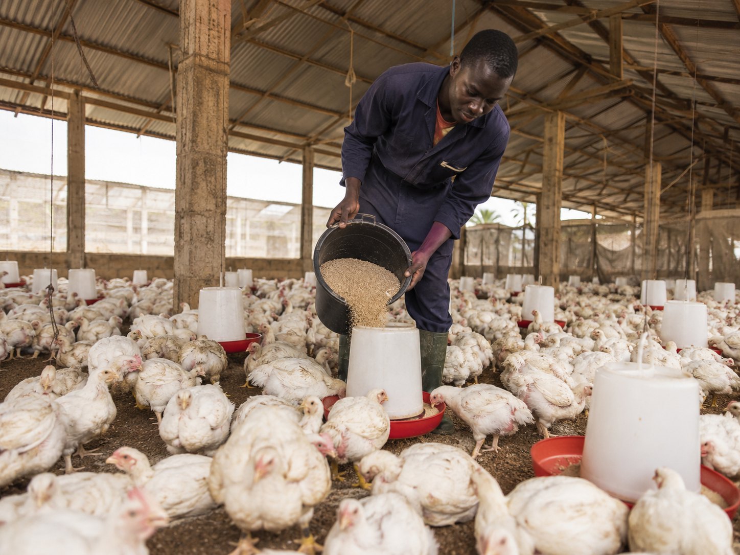 Beating the Heat: A Comprehensive Guide to Managing Summer Poultry Heat Stress with Vibov