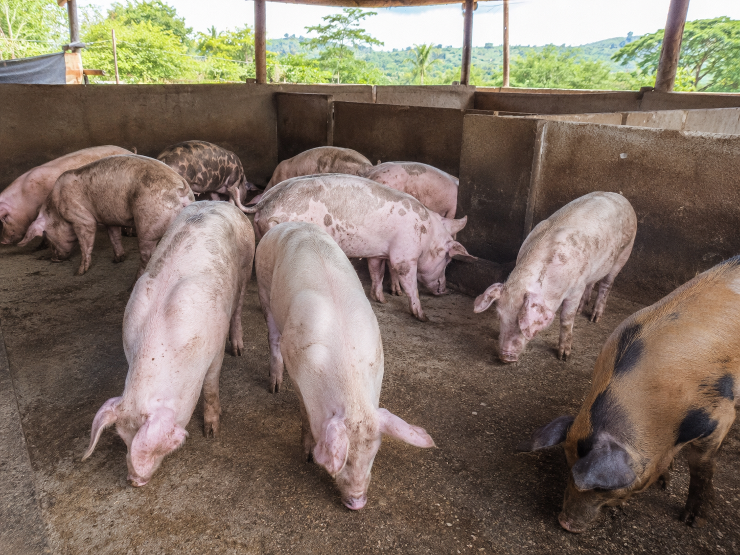 Swine Blood Parasite Disease: A Hidden Threat to Pig Farm Profitability and How Modern Prevention Strategies Can Control It