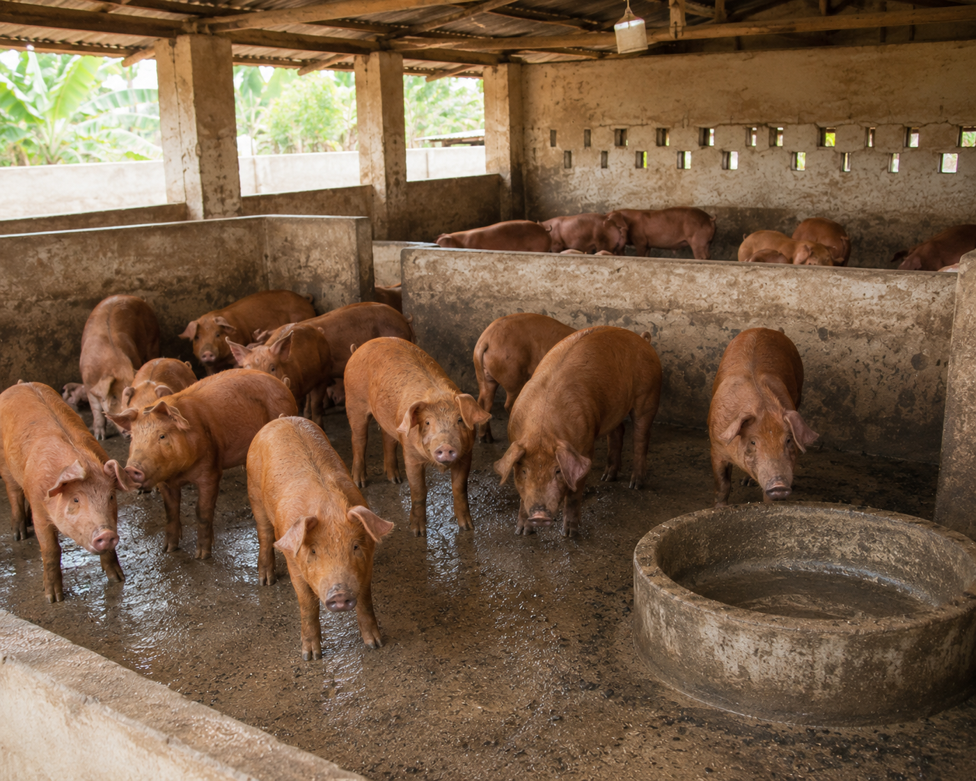 Piglet Diarrhea and Low Feed Intake After Entry: Causes, Harms and VIBOV Solutions