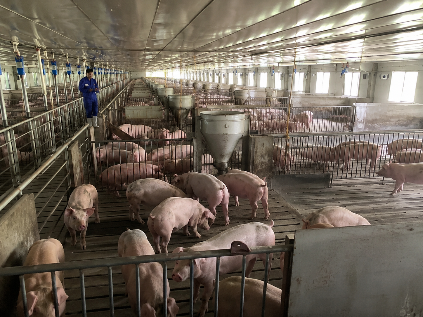 High-Level Strategies for Managing Porcine Epidemic Diarrhea Virus (PEDV) Maternal Antibodies in Modern Pig Production