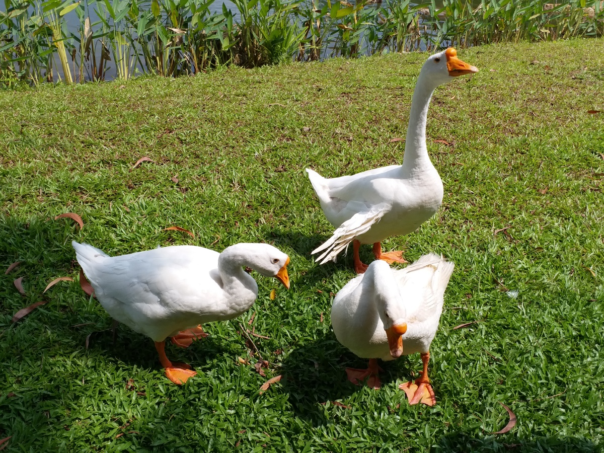 Persistent Summer Heat Wave: Prevent Severe Heat Stress Damage in African & North American Waterfowl Farms