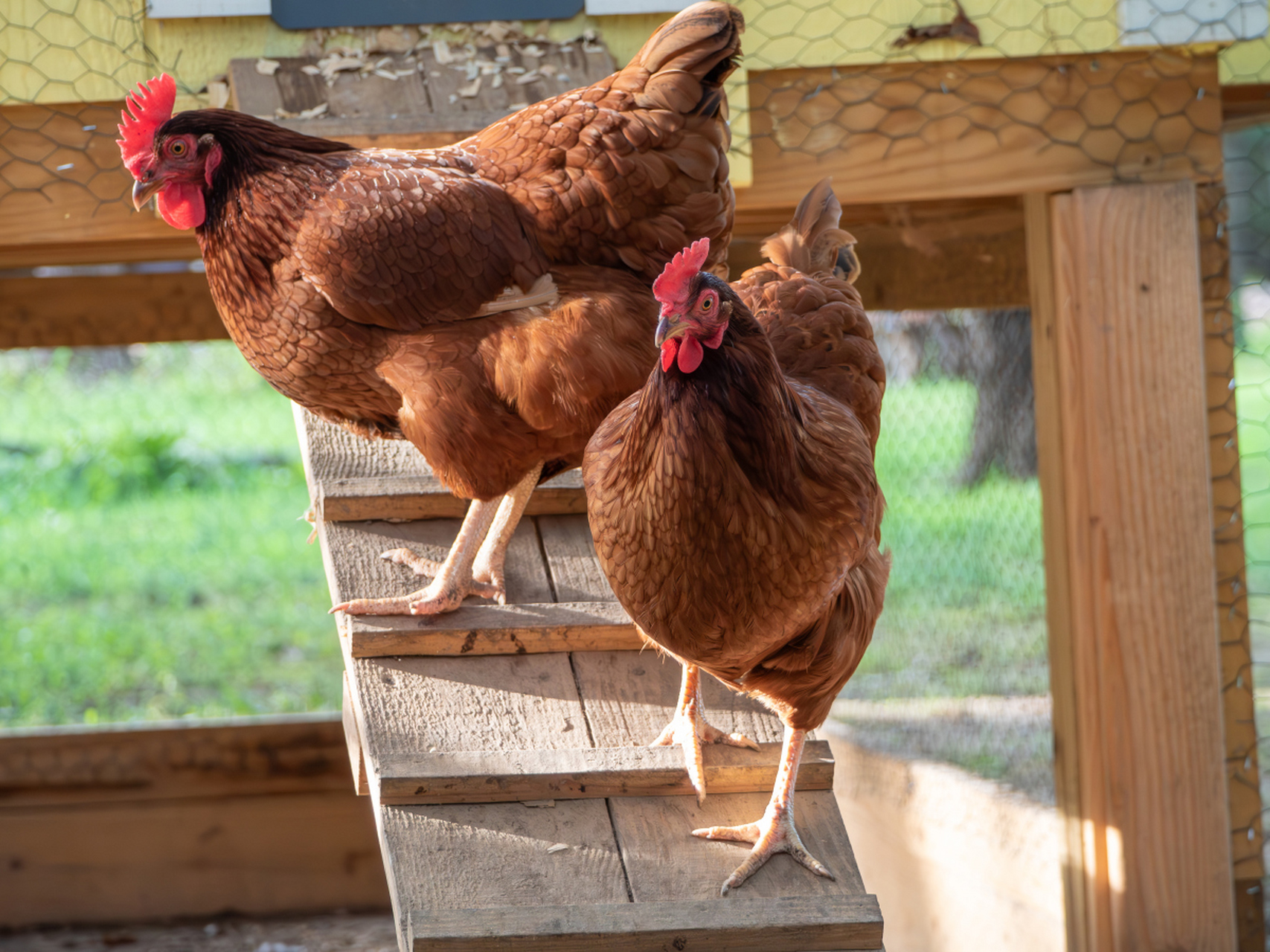 Damaged Intestines & Poor Nutrient Absorption: Autumn Nutrition Supplement Stabilizes Layer Egg Production