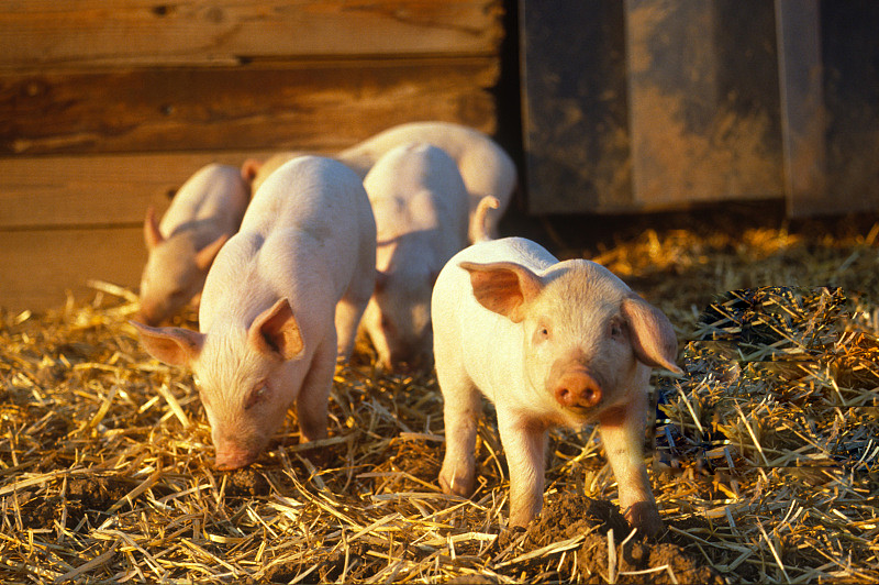 Failure to Thrive and Morning Coughs: An In-Depth Review of a Finisher Pig Mycoplasma Case