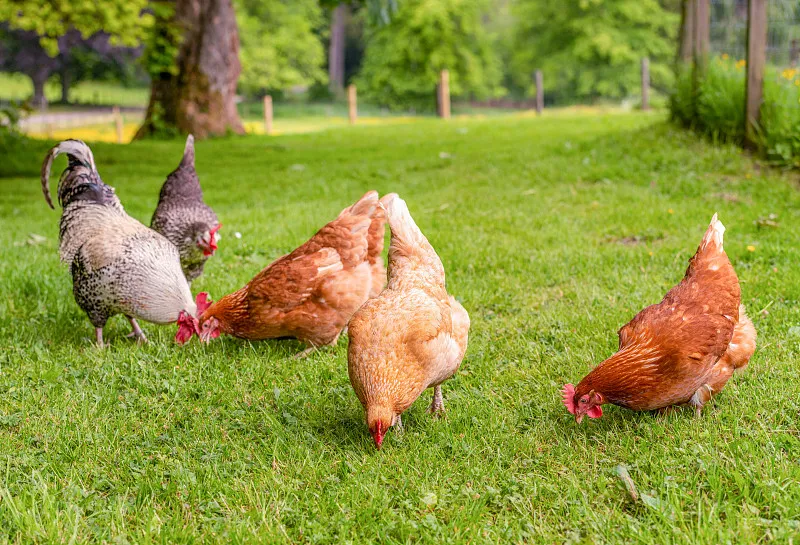 Cold Stress Triggers Respiratory Disease in Chickens — Step by Step to Airsacculitis. Do Not Wait for Mass Mortality.