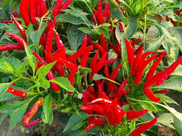 Chili peppers and bell peppers: Understanding their morphological differences and cultivation characteristics in one article
